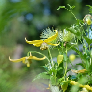 Clematis 'Helios'