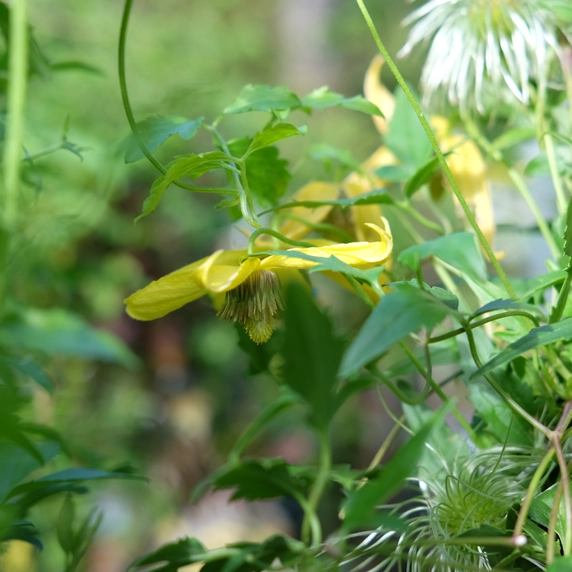 Clematis tangutica 'Helios' - image 2