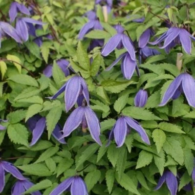 Clematis alpina 'Helsingborg'