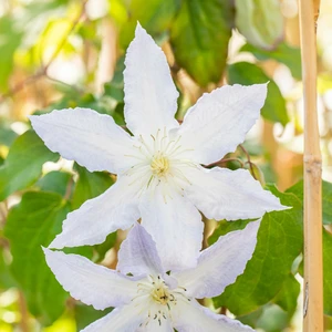 Clematis 'Henryi'