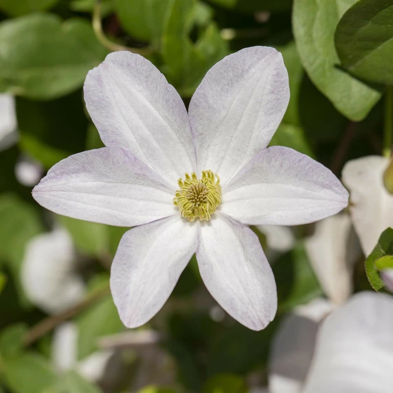 Clematis viticella 'Huldine'