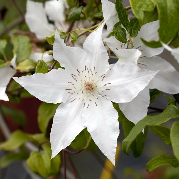 Clematis 'Hyde Hall'