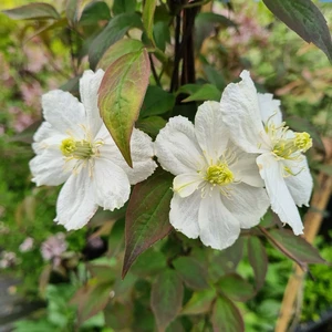 Picture Credit - Genesis Plant Marketing