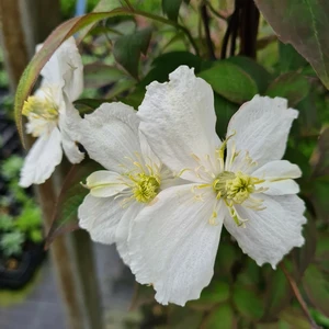 Picture Credit - Genesis Plant Marketing