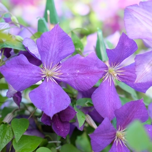 Clematis 'Jackmanii'