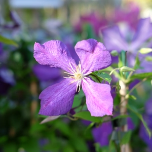 Clematis 'Jackmanii' - image 2