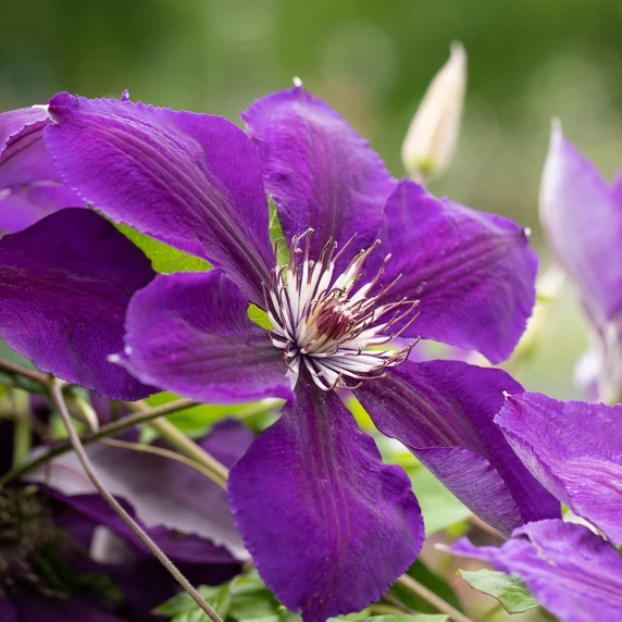 Clematis 'Jackmanii Superba'