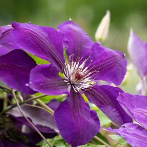 Clematis 'Jackmanii Superba'