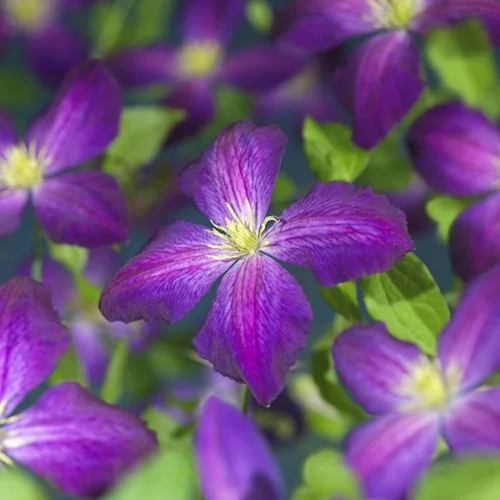 Clematis 'Jackmanii Superba' | Picture Credit - Van der Starre BV