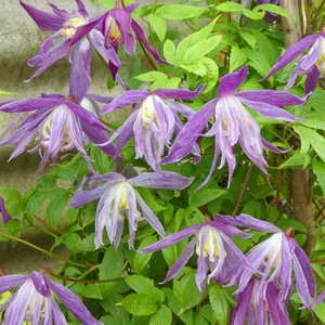 Image Credit: ©2025 John Richards Nurseries Ltd