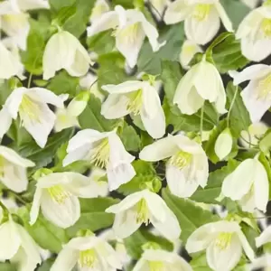 Clematis cirrhosa 'Jingle Bells'