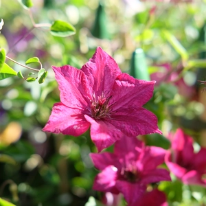 Clematis 'John Howells'