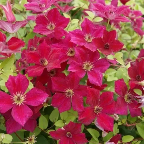 Clematis viticella 'John Howells'