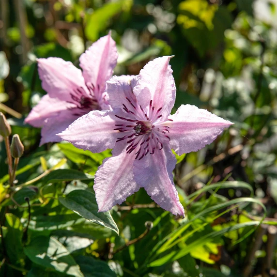Clematis 'John Paul II'