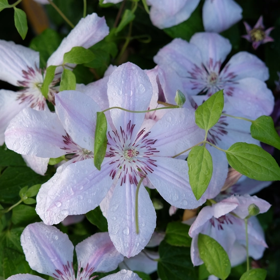 Clematis 'John Paul II' - image 2