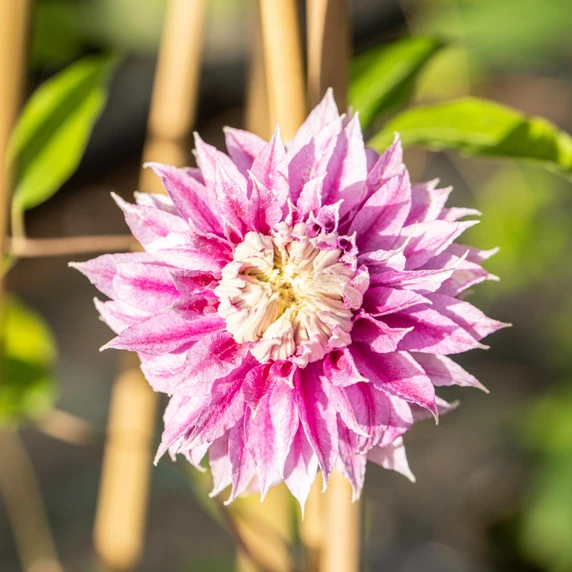Clematis 'Josephine' - image 1
