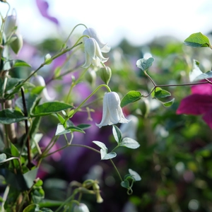 Clematis 'Kaiu'