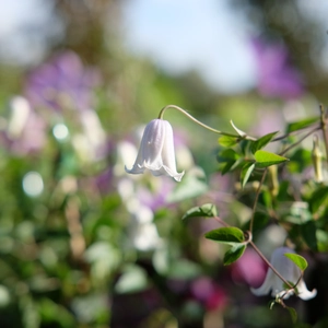 Clematis viticella 'Kaiu' - image 2