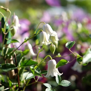 Clematis viticella 'Kaiu' - image 3