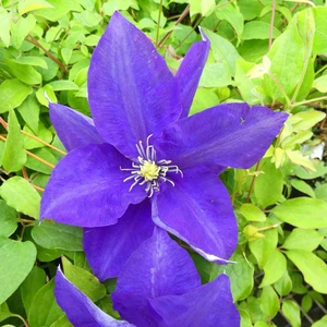 Image Credit: ©2026 John Richards Nurseries Ltd