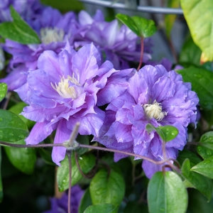 Clematis 'Kiri Te Kanawa'