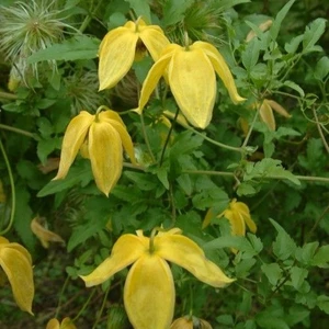 Clematis 'Lambton Park'