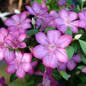 Clematis 'Liberty'