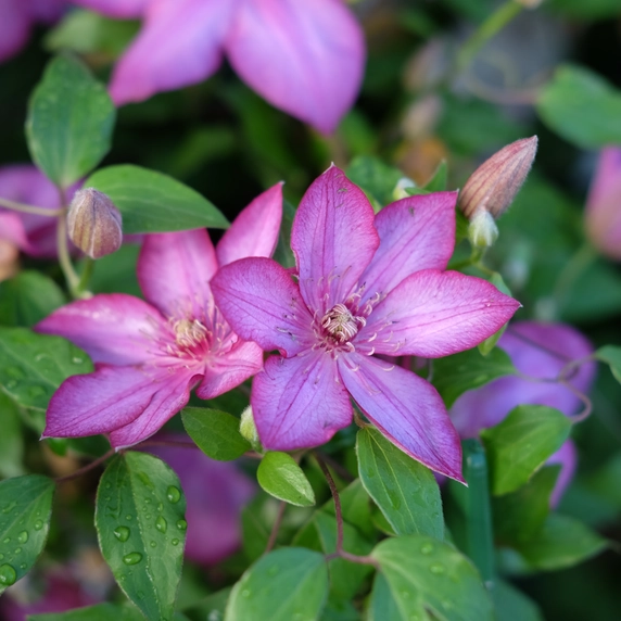Clematis patens 'Liberty' - image 2