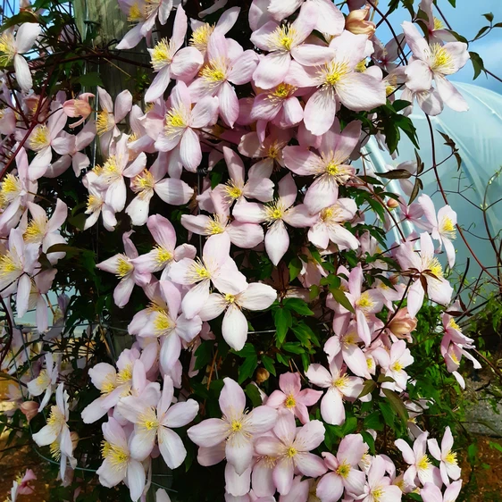 Image Credit: ©2025 John Richards Nurseries Ltd