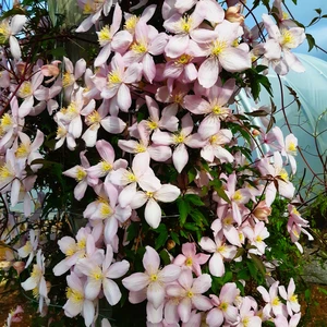 Image Credit: ©2025 John Richards Nurseries Ltd