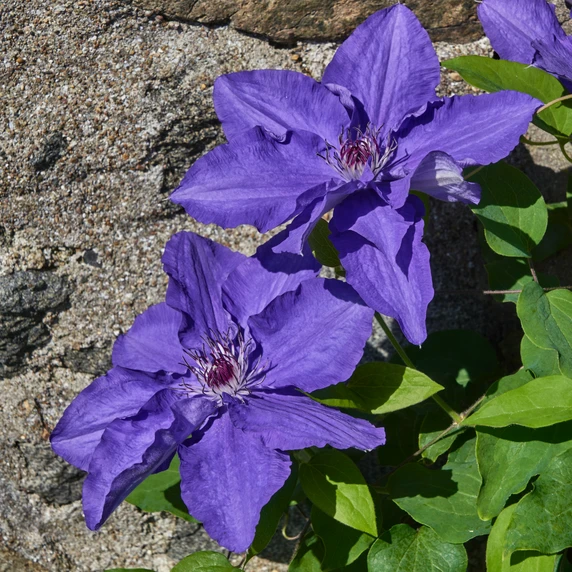 Picture - Plantipp BV