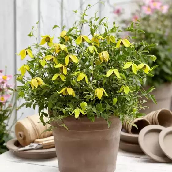 Clematis tangutica 'Little Lemons'℗ - Photo Credit Plantipp BV®