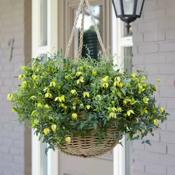 Clematis tangutica 'Little Lemons'℗ - Photo Credit Plantipp BV®