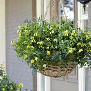 Clematis tangutica 'Little Lemons'℗ - Photo Credit Plantipp BV®