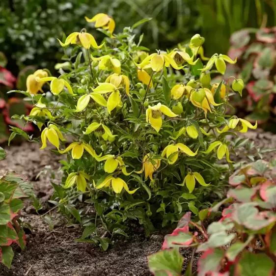 Clematis tangutica 'Little Lemons'℗ - Photo Credit Plantipp BV®