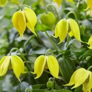 Clematis tangutica 'Little Lemons'℗ - Photo Credit Plantipp BV®