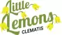 Clematis 'Little Lemons'