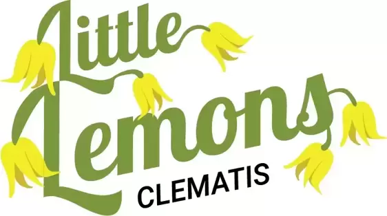 Clematis tangutica 'Little Lemons' 2L - image 6