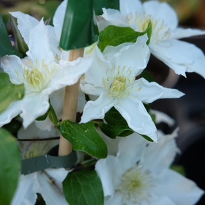 Clematis 'Madame Blanc'