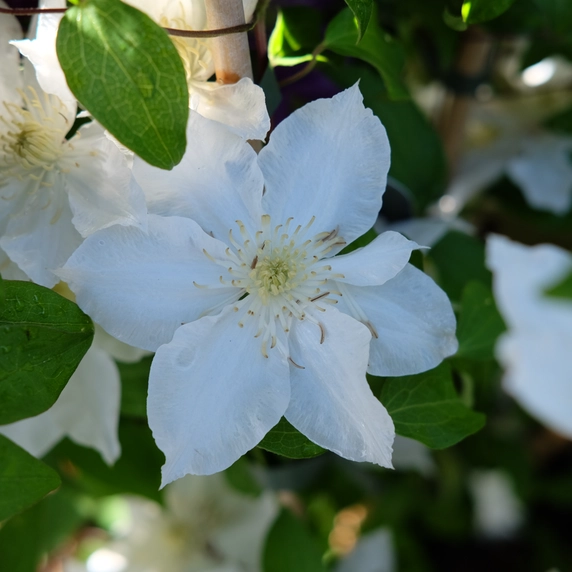Clematis patens 'Madame Blanc' - image 2