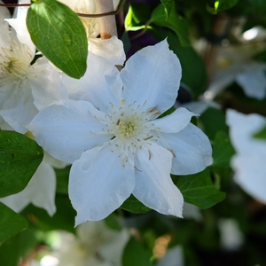 Clematis patens 'Madame Blanc' - image 2