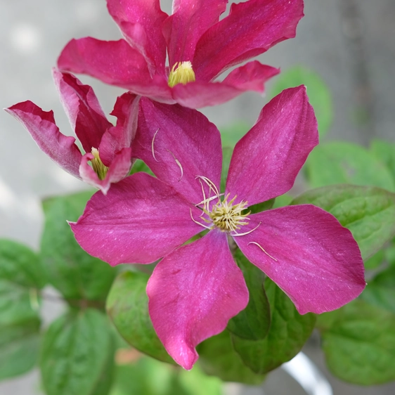 Clematis 'Madame Edouard Andre'