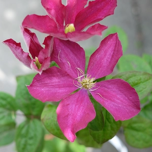 Clematis 'Madame Edouard Andre'