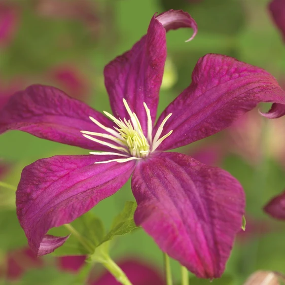 Clematis viticella 'Madame Julia Correvon' - image 2