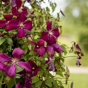 Clematis 'Madame Julia Correvon'