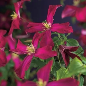 Clematis viticella 'Madame Julia Correvon' - image 1