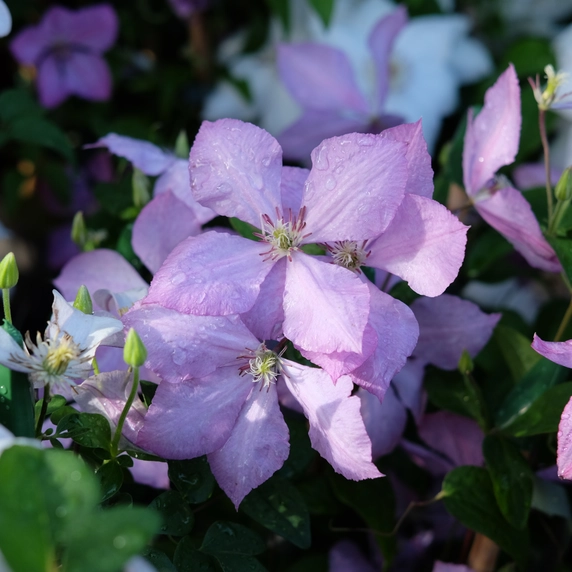 Clematis 'Margaret Hunt' - image 1