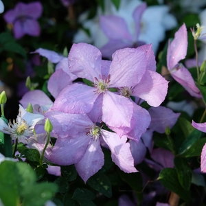 Clematis 'Margaret Hunt'