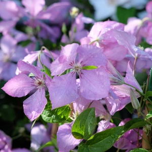 Clematis 'Margaret Hunt' - image 2