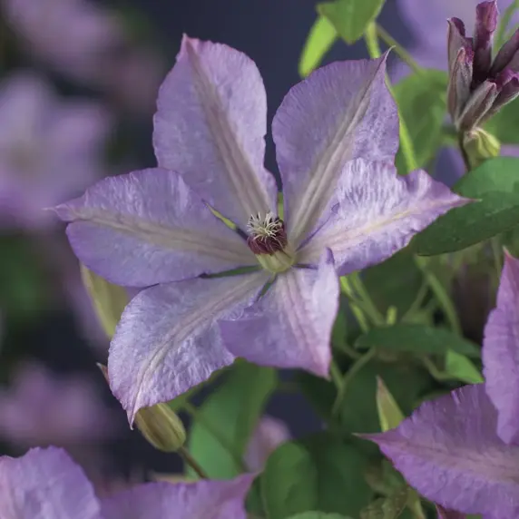 Clematis 'Margaret Hunt'